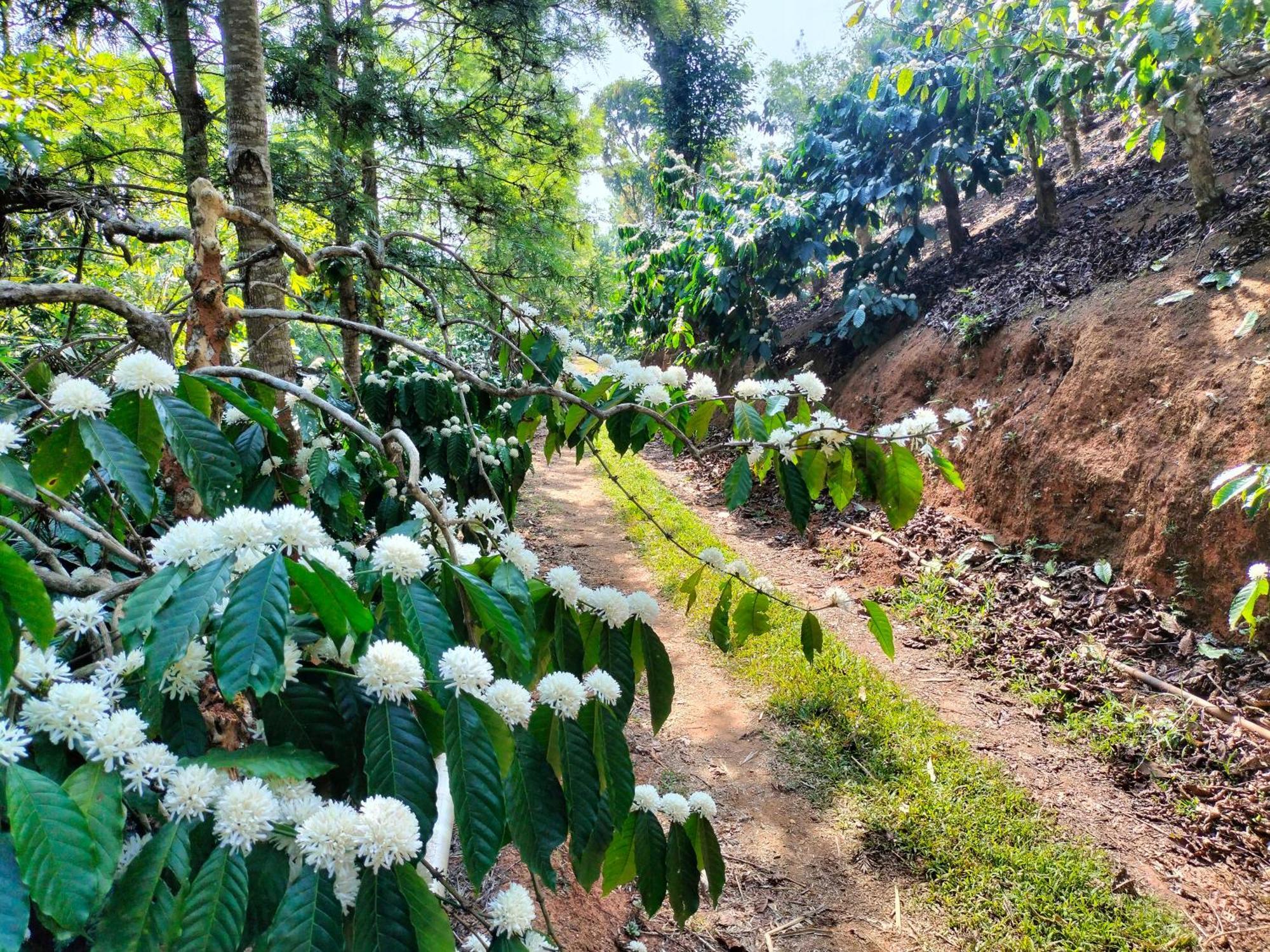 Sambrama Wood House Villa Madikeri Kültér fotó